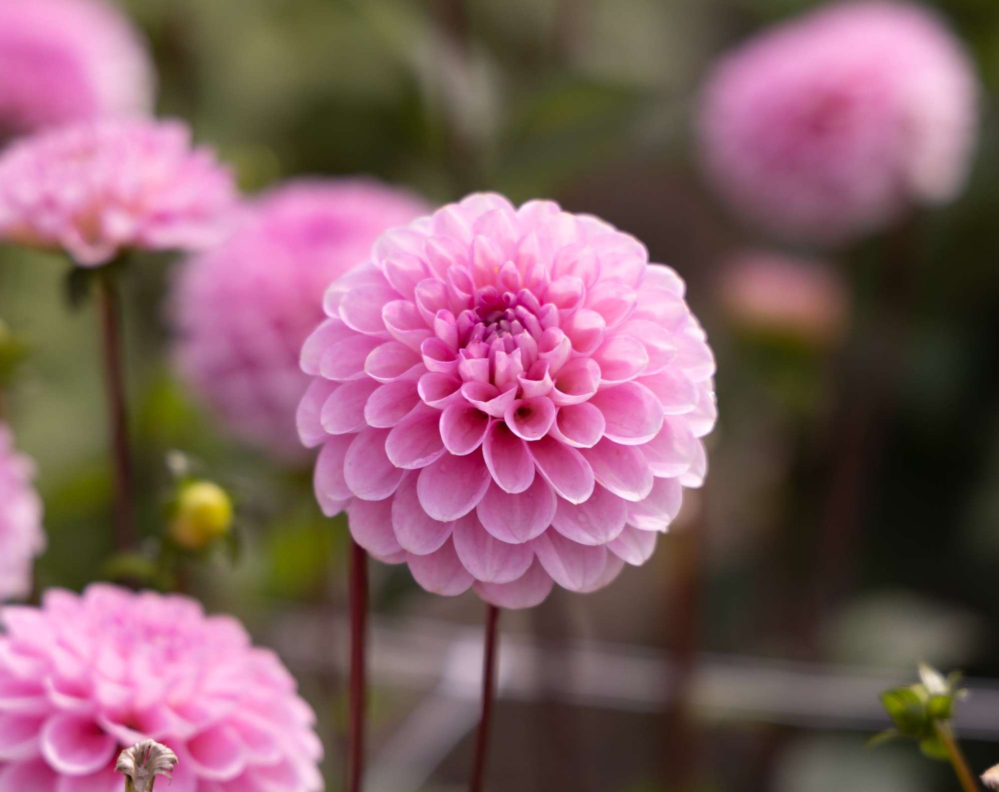 Dahlia 'Wizard of Oz'